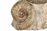 Free-Standing Fossil Ammonite (Hammatoceras) Pair - France #227337-3